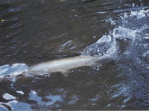 musky fishing guides